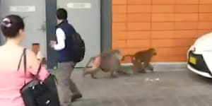 Screenshots of video taken of baboons outside Royal Prince Alfred Hospital in Sydney.