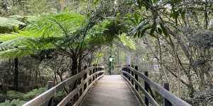Many endangered species – including koalas,sugar gliders and birds – can be found at Downfall Creek.