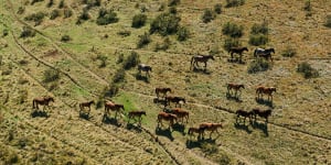 Aerial culling of Kosciuszko feral horses labelled a success