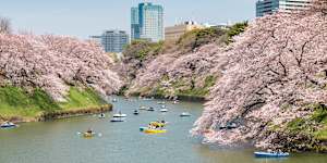 The moat surrounding the parklands of Tokyo’s Imperial Palace is one of most beautiful places for cherry blossoms in spring.