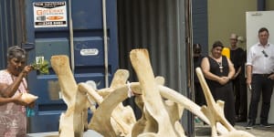 A rare Queensland whale skeleton's year-long trip to Canada for cleaning