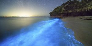 Bioluminescent algae in Jervis Bay;beautiful,but a harbinger of climate change damage.