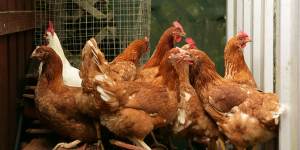 Chicken producer Ingham's was sold off heavily by investors on Tuesday.