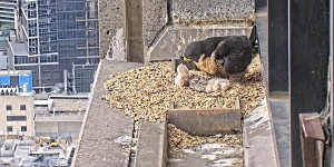 After a nervous 30-hour wait,a third falcon chick breaks free from cracked egg on Melbourne skyscraper