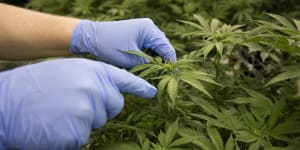 Little Green Pharma’s Australian revenues up 29 per cent to $2.3 million for the quarter. 