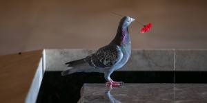 The pigeon stole poppies from the Tomb of the Unknown Soldier to make its new home.