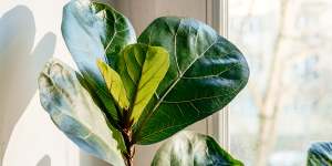 Houseplants need different care during winter. Here’s how to look after yours