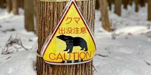 Walk Japan’s seven-day Snow Country tour means keeping an eye out for bears. 