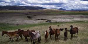 Feral horses at Currango Plain in the Kosciuszco National Park.