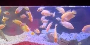 Party’s over:A still from the viral TikTok showing the fish when they were still in the nightclub.