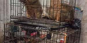 An image of a bamboo rat caged on top of a deer allegedly sold at the Wuhan seafood market has circulated online. 
