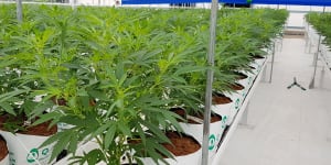 Mature cannabis plants being grown for medicinal use at the facility run by Medifarm on the Sunshine Coast