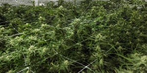 WA cannabis hopefuls pass the hat around to grow operations