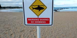 Surfers are resistant to shark warnings.