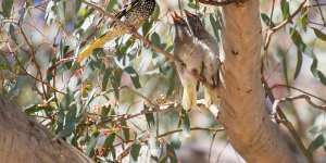 Regent Honeyeater with juvenile chicks waiting for a feed in the forests of north-east NSW.