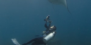 WA research reveals plastic's impact on gentle giants of the ocean