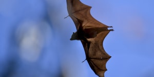 Fruit bats likely culprits of Queensland power mystery