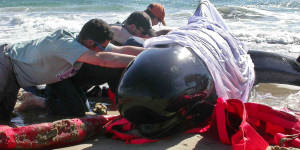 Workers cover a beached pilot whale (but not its blowhole) to keep the sun off as they attempt to rescue it after a mass stranding at Marion Bay,Tasmania,in 2005.