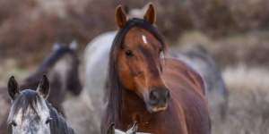 Barilaro’s ‘brumby bill’ has been a catastrophe for the high country