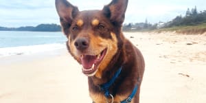 ‘A pod of four-legged dolphins’:the unleashed joy of dog beaches