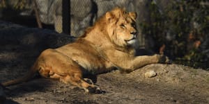 Lions are the star exhibits of Taronga Zoo's new African savannah precinct.