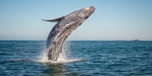 Humpback whales removed from threatened species list