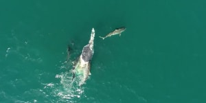Warning as video shows shark frenzy on dead humpback