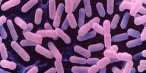 Listeria bacteria.