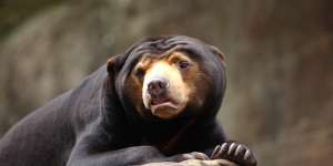 ‘He will live on forever’:Beloved Taronga Zoo sun bear dies