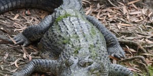 Man airlifted to hospital after Queensland crocodile attack