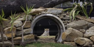 Sydney Zoo,Bungarribee,NSW:The west gets its own world-class zoo