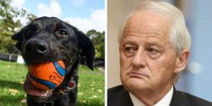 ‘Back on your leash’:Philip Ruddock apologises to woman for ‘misogynistic remark’