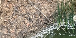 Another fish kill is unfolding on the banks of the lower Darling River at Menindee.
