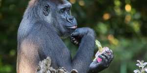 Western lowland gorilla,Kimya.