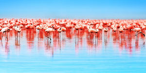 Flamingos at Lake Nakuru,Kenya.