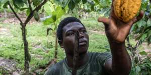 A worker cuts down cocoa pods from a tree on a farm in Ivory Coast.