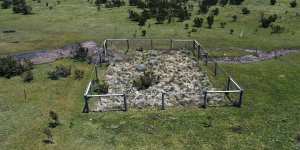 Snowgrass and other native plants in the Alps have to be fenced off to survive the trampling of feral horses.