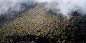 Yarriabini National Park is part of the proposed Great Koala National Park.