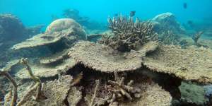 Dead coral at the Great Barrier Reef. 