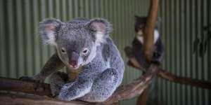 Up close and personal:koalas at Featherdale Wildlife Park.