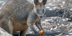 The brush-tailed rock-wallaby is one of 92 new species declared by the NSW government to be assets of intergenerational significance,joining the Wollemi pine.