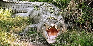 Crocodile euthanised after attack on Queensland ranger