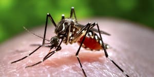 How Bali's weather accurately predicts dengue fever cases in Australia