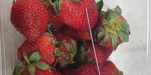 Strawberry contamination creates food for thought