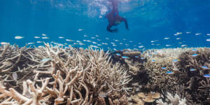 Coral bleaching on Stanley Reef,south of Townsville,which occurred in a late summer heatwave in March. 