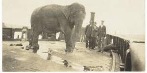 Jessie the elephant en route to Taronga Zoo in 1916.