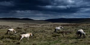 A mob of brumbies near Kiandra in the high plains of the Kosciuszko National Park.