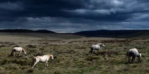 A mob of brumbies near Kiandra,one of the sensitive regions in the high plains of the Kosciuszko National Park.