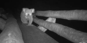 Caught on film:Koalas using wildlife bridge to cross busy road