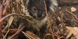 Land-clearing farmer fined over mass koala deaths